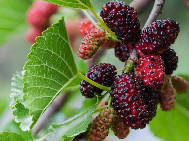 Шелковица купить саженцы из питомнике в Ивантеевке