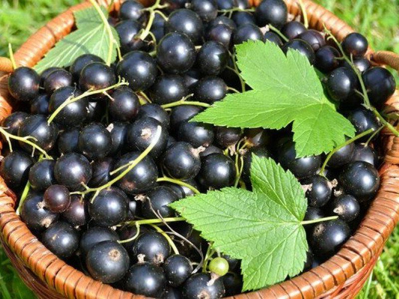 Смородина купить саженцы из питомника в Ивантеевке