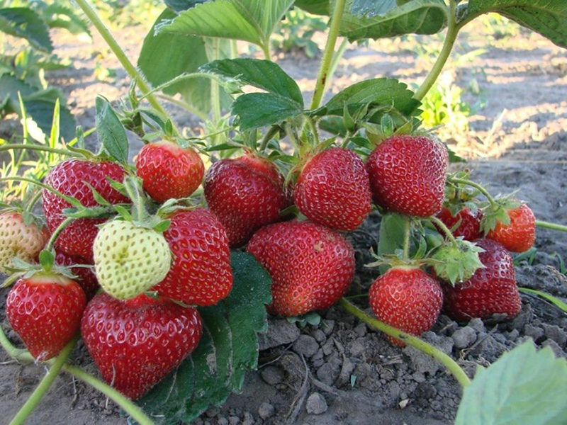 Клубника купить саженцы из питомника в Ивантеевке