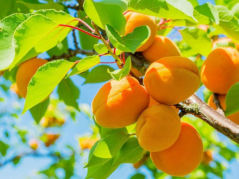 Абрикос купить саженцы из питомнике в Ивантеевке