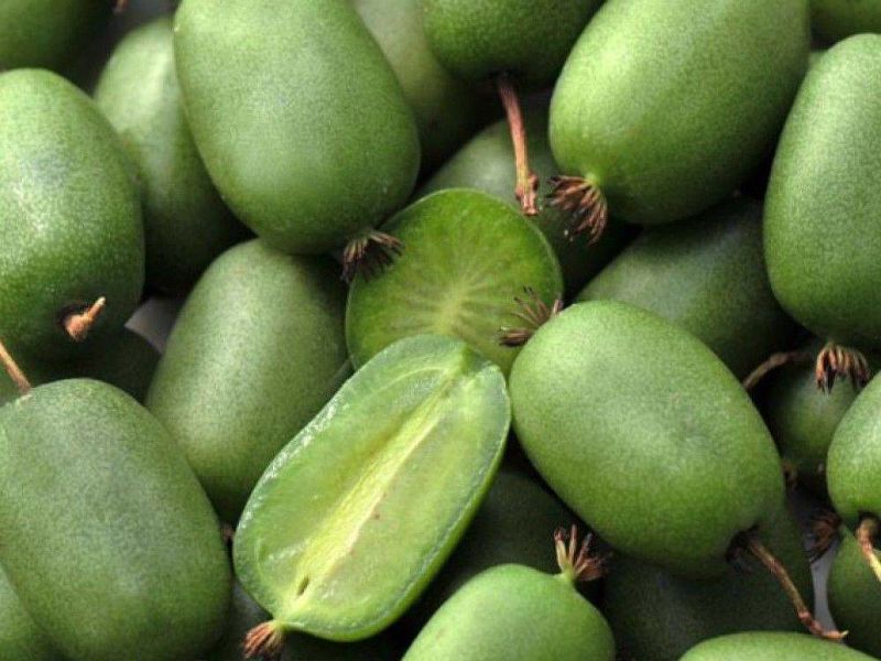 Актинидия купить саженцы из питомнике в Ивантеевке