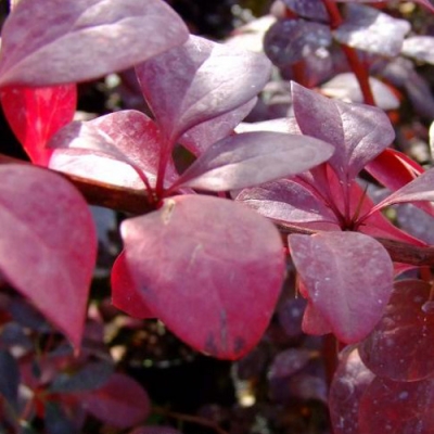 Барбарис "АУРИКОМА"
