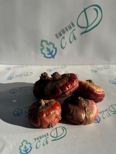 Гладиолус Бургунди (5 шт. луковиц в упаковке)