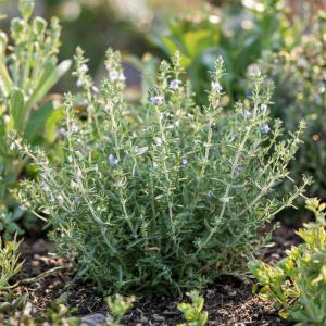 Тимьян (чабрец) лимоннопахнущий саженец ЗКС