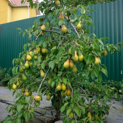 Груша "ТАЛГАРСКАЯ КРАСАВИЦА"