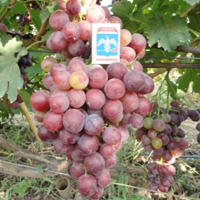 Виноград "ПЕРСИЯ"